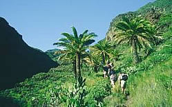 gomera
